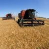 На российском рынке зерна продолжается падение цен