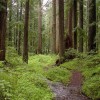 Возобновление лесов в Томской области