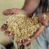 Планы по зерновым на следующий год 90 миллионов тонн